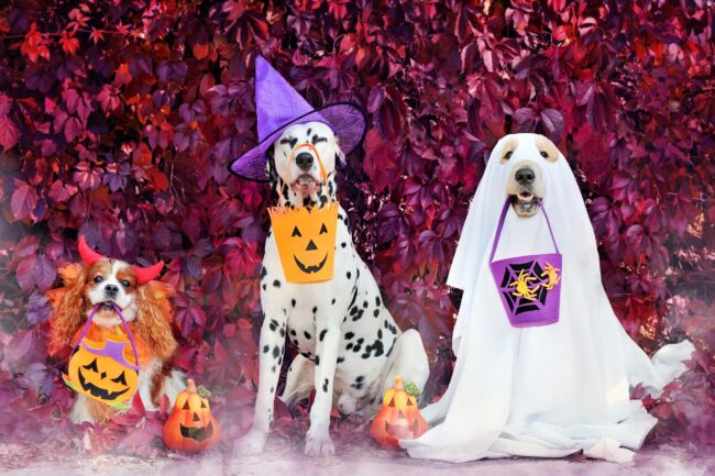 3 dogs dressed in halloween costumes in front of fall leaf backdrop